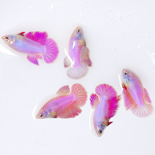 Pink Halfmoon Female Betta Fish