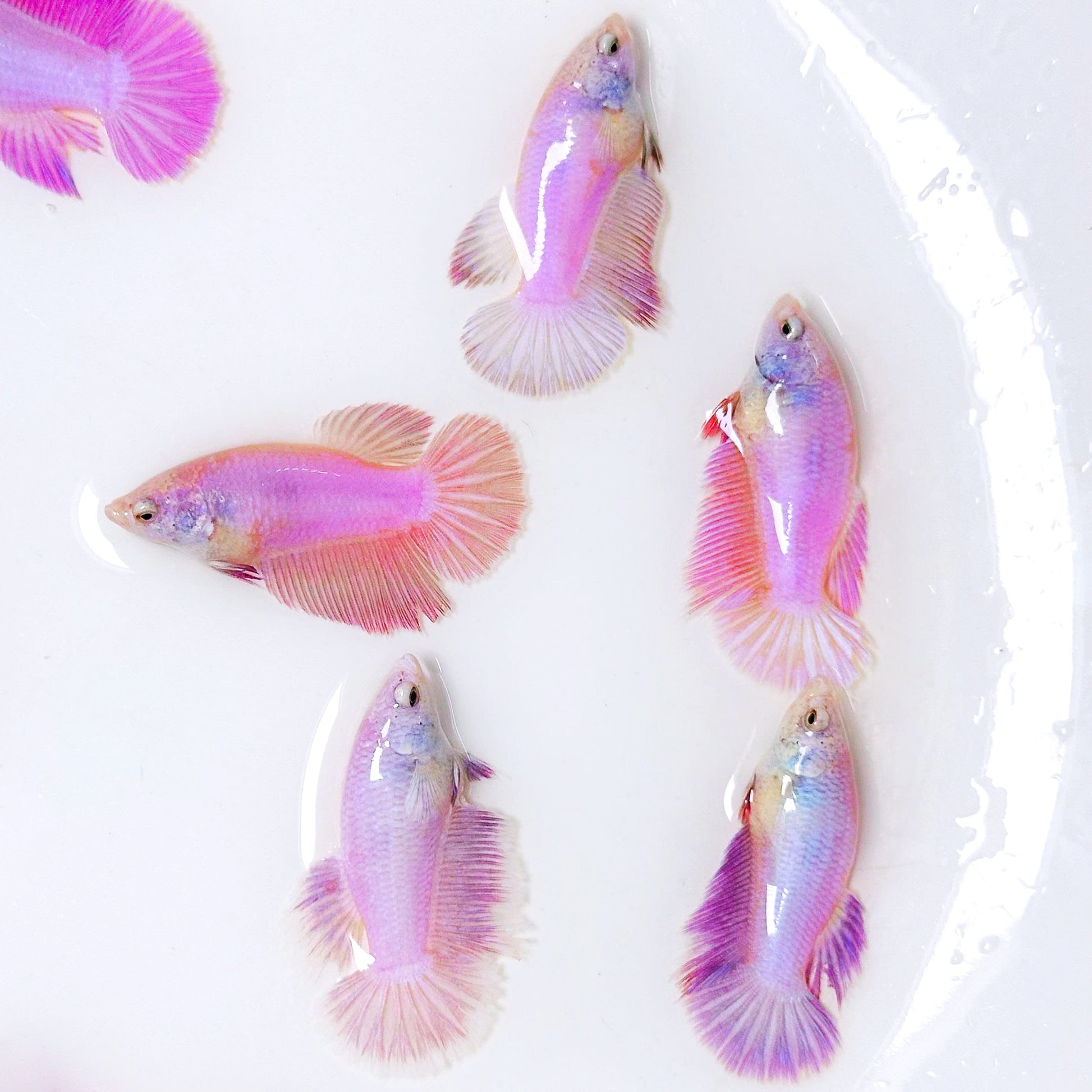 Pink Halfmoon Female Betta Fish | Rare Pastel Beauty