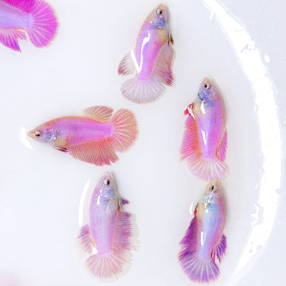 Pink Halfmoon Female Betta Fish | Rare Pastel Beauty