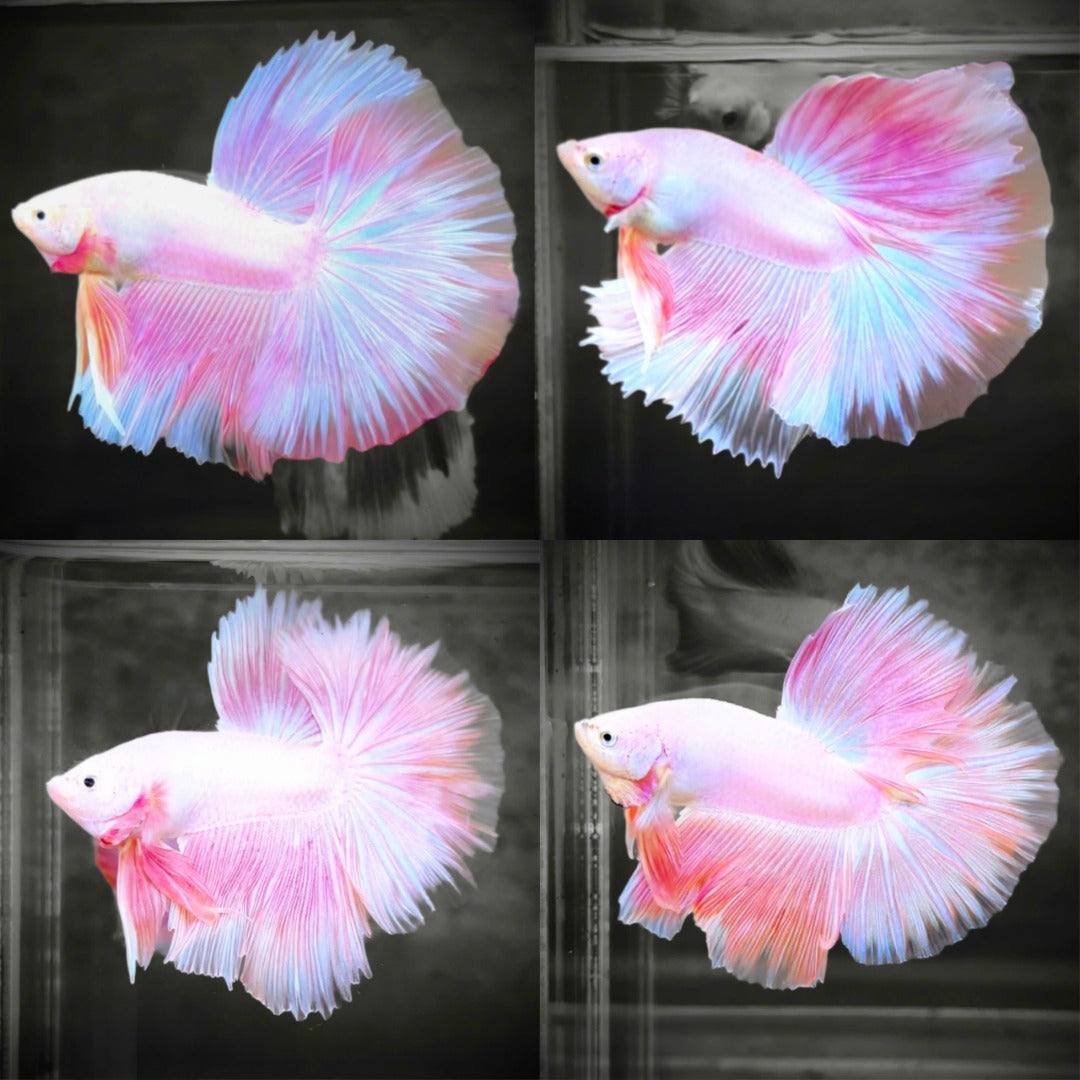 Pink Halfmoon Male Betta Fish | Grower’s Pick