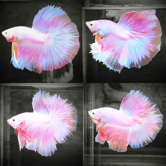 Rare Pink Halfmoon Betta Fish with Delicate Fan Tail | High-Grade Live Betta for Sale