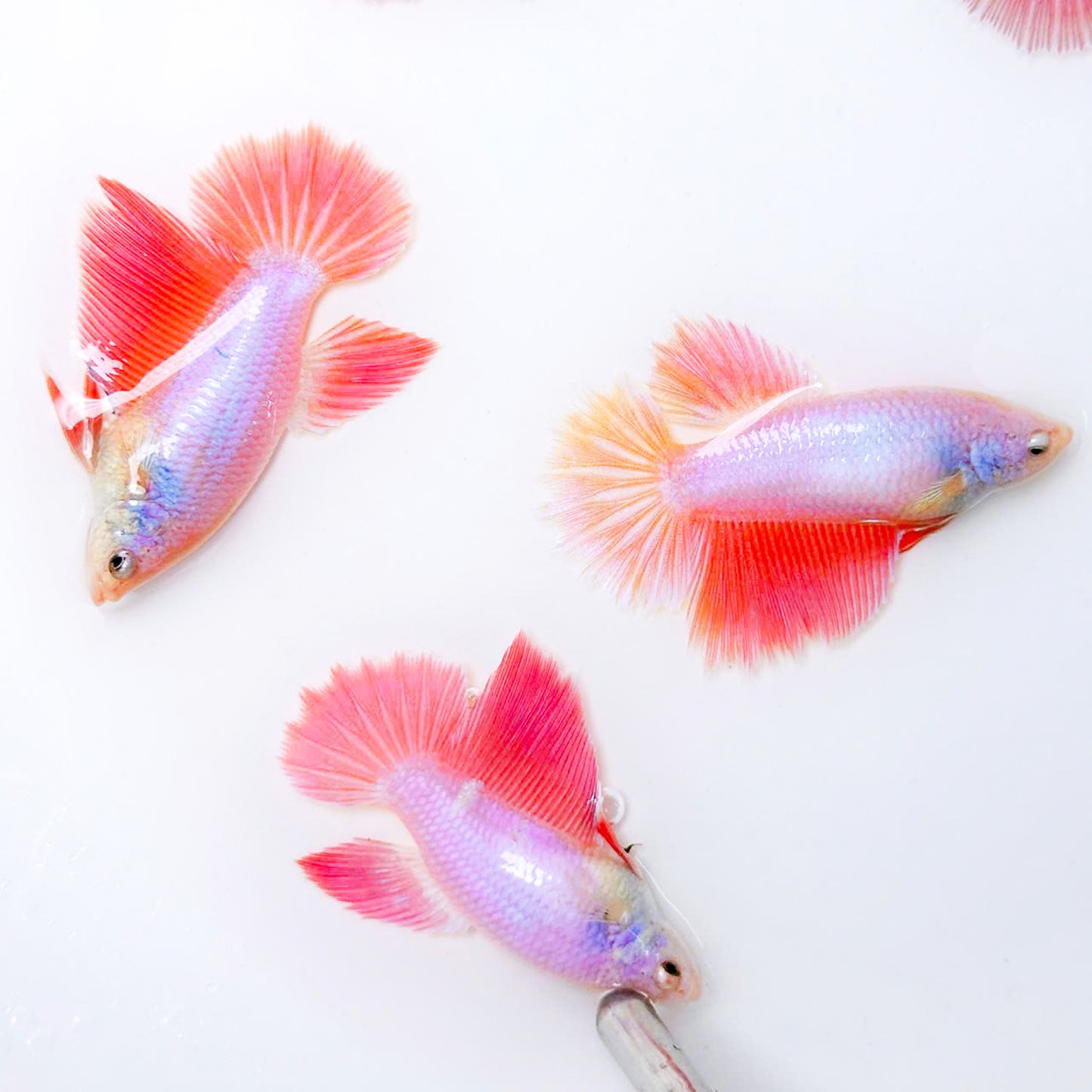 Pink Sakura Halfmoon Female Betta Fish | Deep Pink Tail
