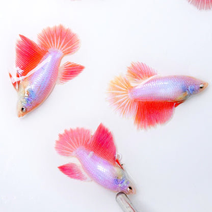 Pink Sakura Halfmoon Female Betta Fish | Deep Pink Tail