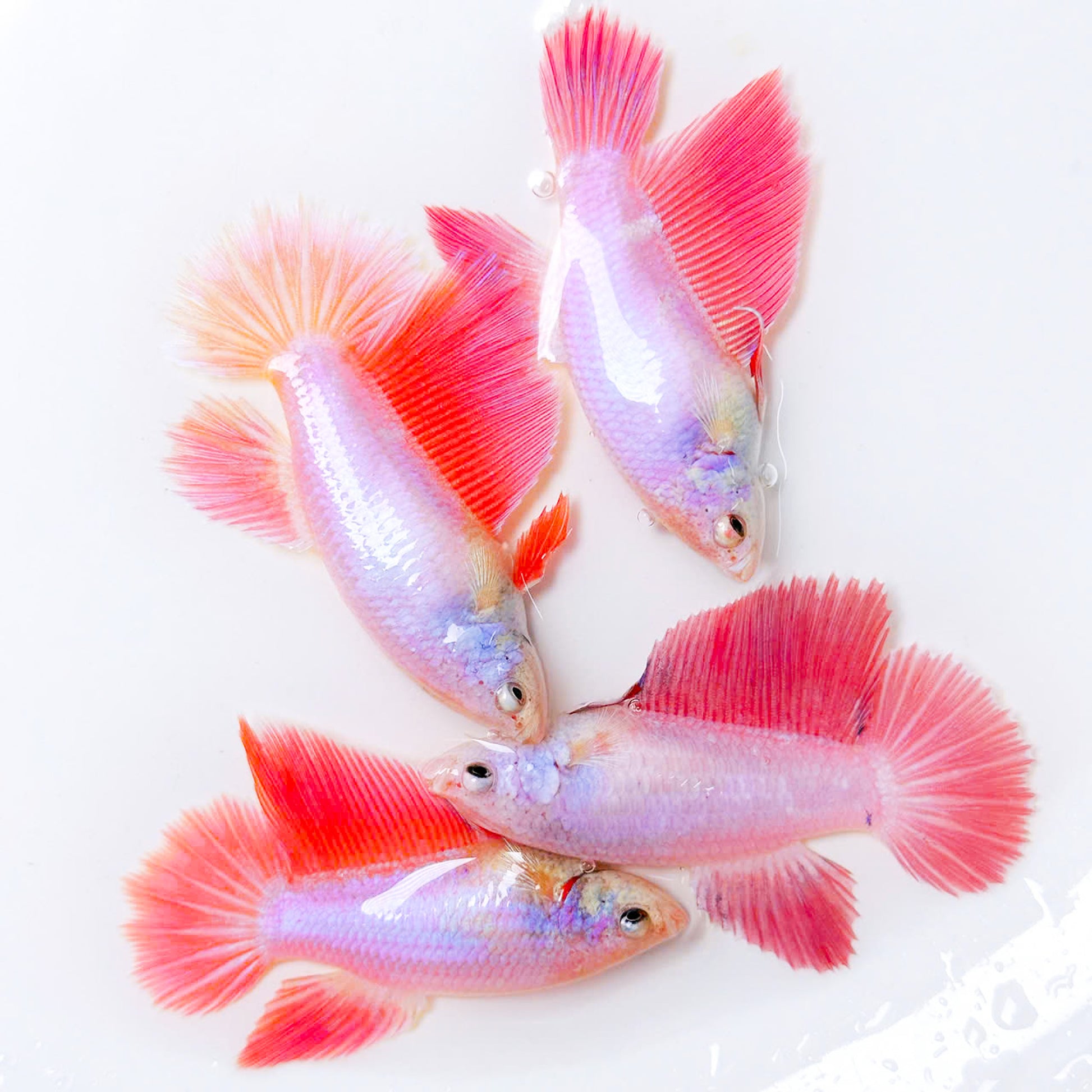 Pink Sakura Halfmoon Female Betta Fish | Deep Pink Tail