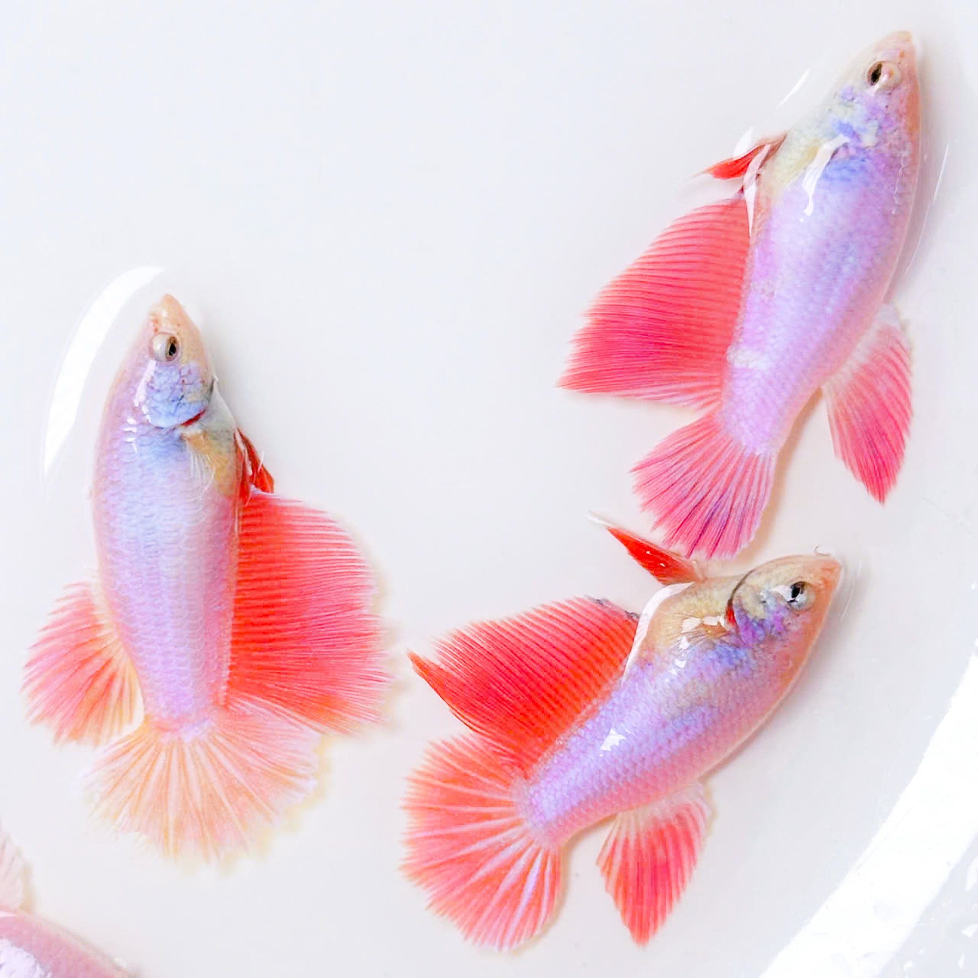Pink Sakura Halfmoon Female Betta Fish | Deep Pink Tail