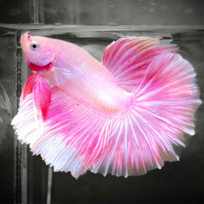 Stunning pink betta fish with halfmoon tail swimming in clear tank