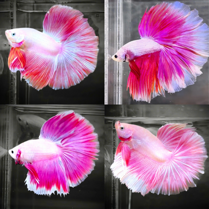Deep dark pink halfmoon male pink betta fish with large tail fin in planted aquarium