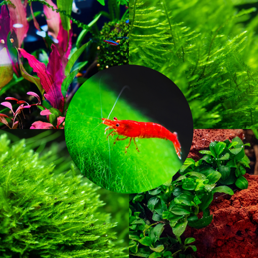 Plant Package for Neocaridina Shrimp Tank