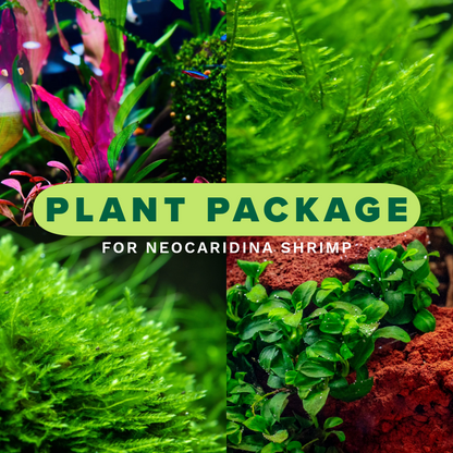 Plant Package for Neocaridina Shrimp Tank