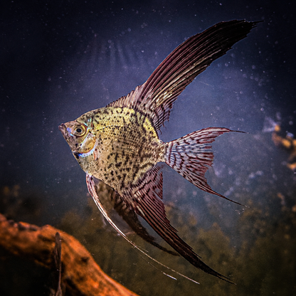 Platinum Leopard Angelfish