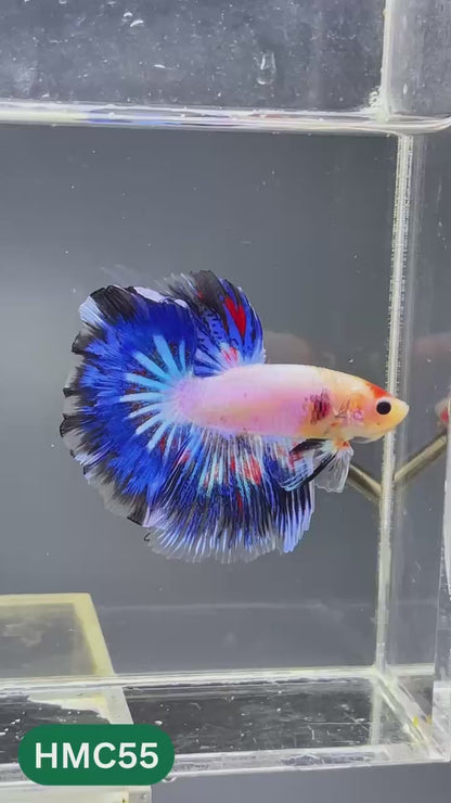 Multicolor Halfmoon Male Betta Fish | High Grade | Order Directly From Farm |  You Pick Fish |
