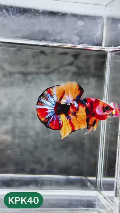 Multicolor Plakat Male Betta Fish |Show Grade|  You Pick Fish