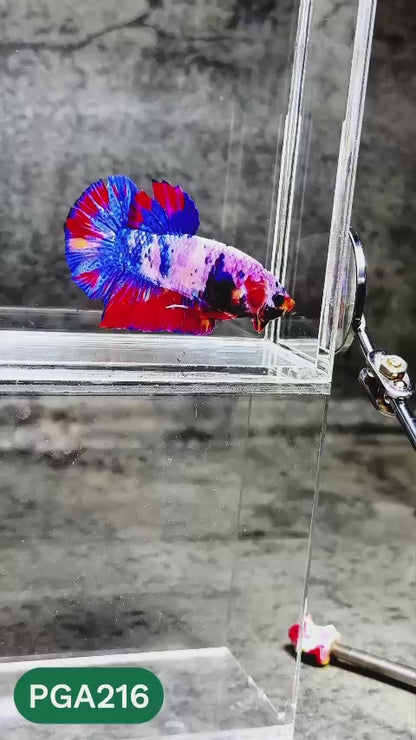 King Giant Plakat Male Betta Fish | You Pick Fish | High Grade