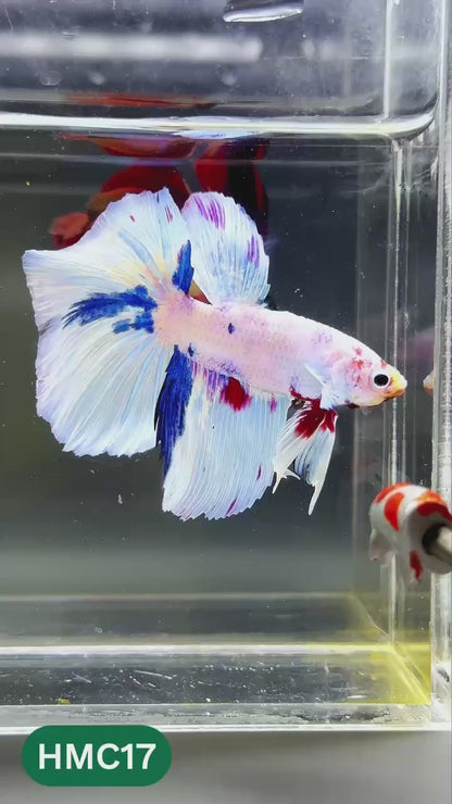 Multicolor Halfmoon Male Betta Fish | High Grade | Order Directly From Farm |  You Pick Fish