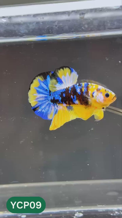 Koi Yellow Plakat Male Betta Fish | Show Grade | You Pick Fish