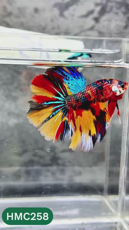 Multicolor Halfmoon Male Betta Fish | Order Directly From Farm | You Pick Fish