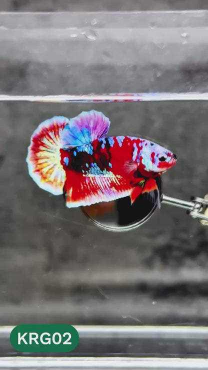 Koi Red Gold Galaxy Plakat Male Betta Fish | You Pick Fish