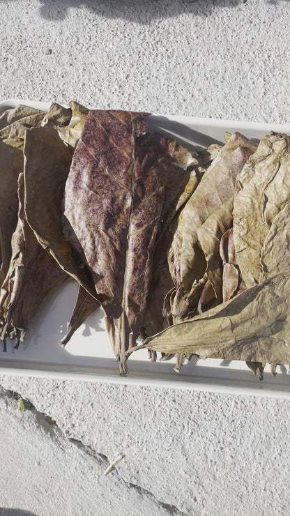  Dried Indian Almond Leaves