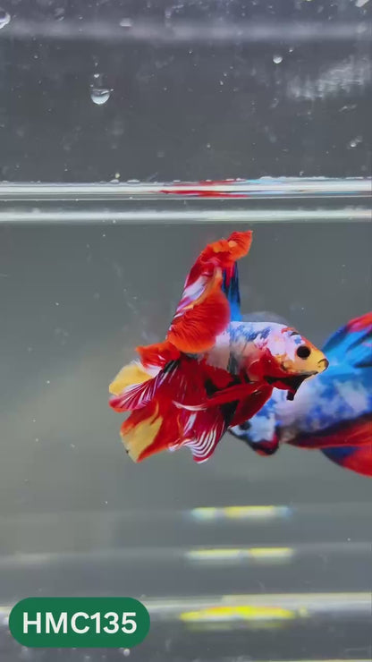 Multicolor Halfmoon Male Betta Fish | Order Directly From Farm | You Pick Fish