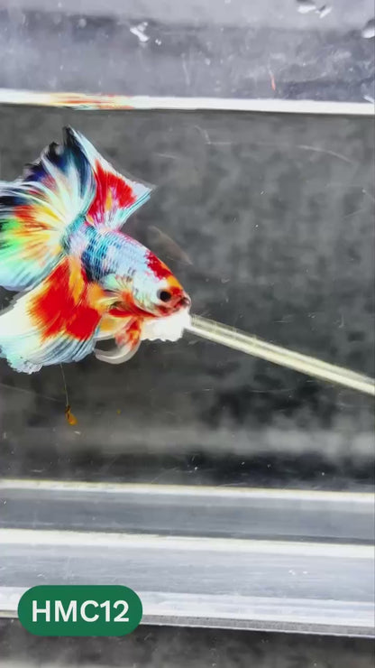 Multicolor Halfmoon Male Betta Fish | High Grade | Order Directly From Farm |  You Pick Fish |