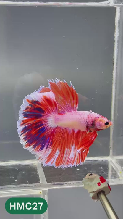 Multicolor Halfmoon Male Betta Fish | High Grade | Order Directly From Farm |  You Pick Fish |