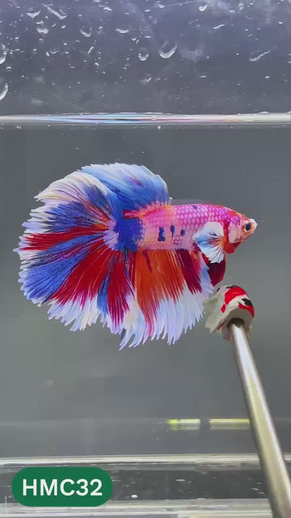 Multicolor Halfmoon Male Betta Fish | High Grade | Order Directly From Farm |  You Pick Fish |