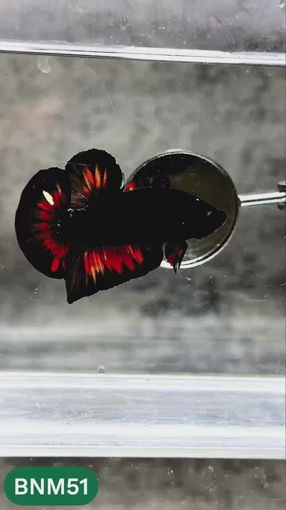 Dark Flame Hellfire Plakat Male Betta Fish | You Pick Fish | Rare Betta