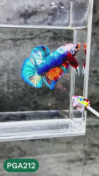 King Giant Plakat Male Betta Fish | You Pick Fish | High Grade