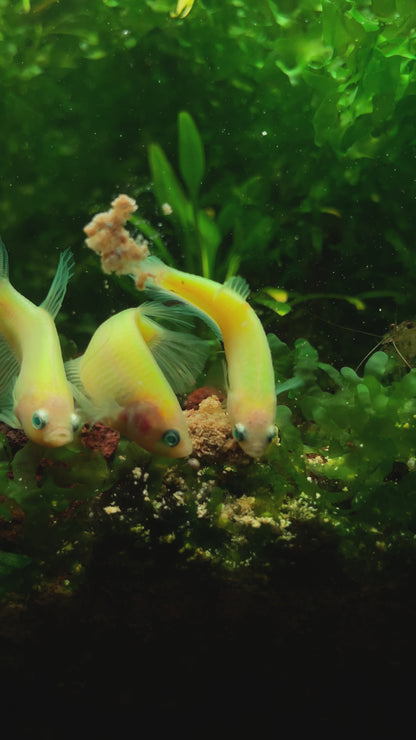 Neon Female Betta Fish
