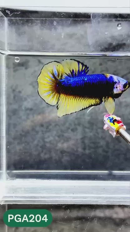 King Giant Plakat Male Betta Fish | You Pick Fish | High Grade