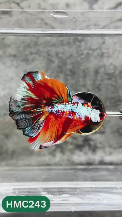 Multicolor Halfmoon Male Betta Fish | Order Directly From Farm | You Pick Fish