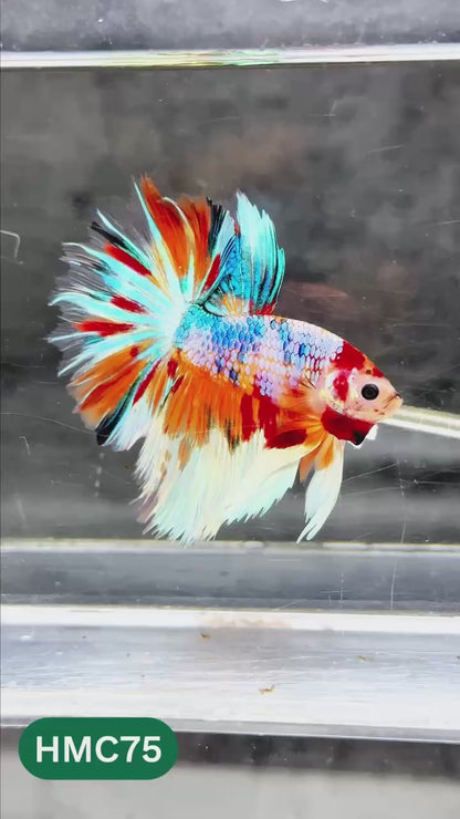 Multicolor Halfmoon Male Betta Fish | High Grade | Order Directly From Farm |  You Pick Fish |