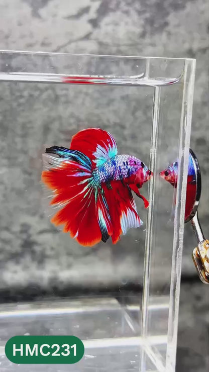 Multicolor Halfmoon Male Betta Fish | Order Directly From Farm | You Pick Fish