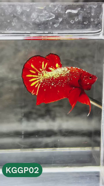 Golden Star Dust Galaxy Plakat Male Betta Fish | Super Rare | You Pick Fish