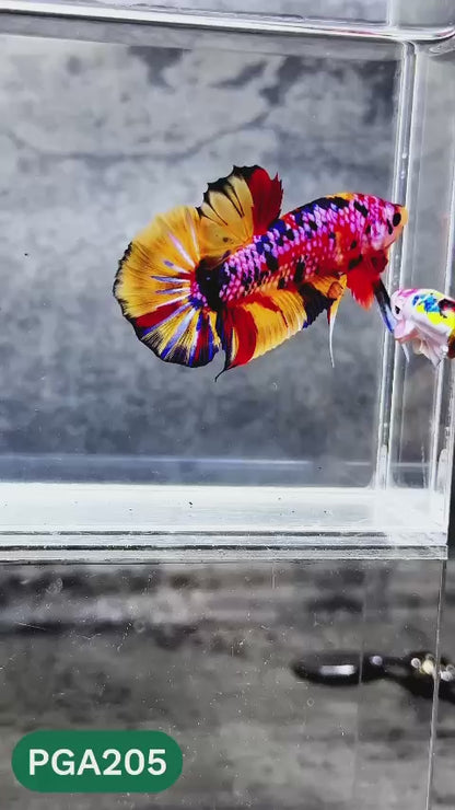 King Giant Plakat Male Betta Fish | You Pick Fish | High Grade