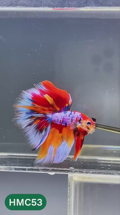 Multicolor Halfmoon Male Betta Fish | High Grade | Order Directly From Farm |  You Pick Fish |