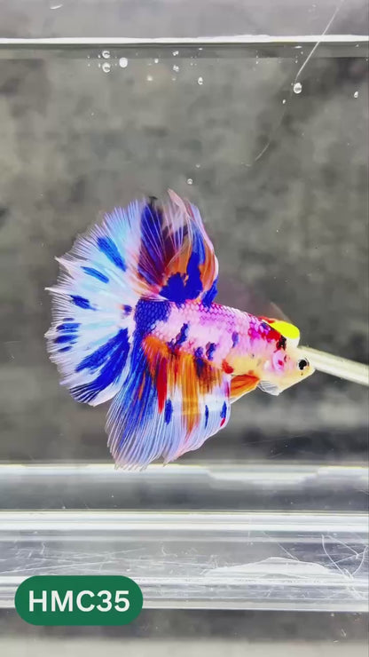 Multicolor Halfmoon Male Betta Fish | High Grade | Order Directly From Farm |  You Pick Fish |