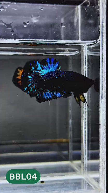 Black Star Nebula Plakat Male Betta | You Pick Betta | High Grade