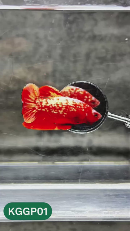 Golden Star Dust Galaxy Plakat Male Betta Fish | Super Rare | You Pick Fish