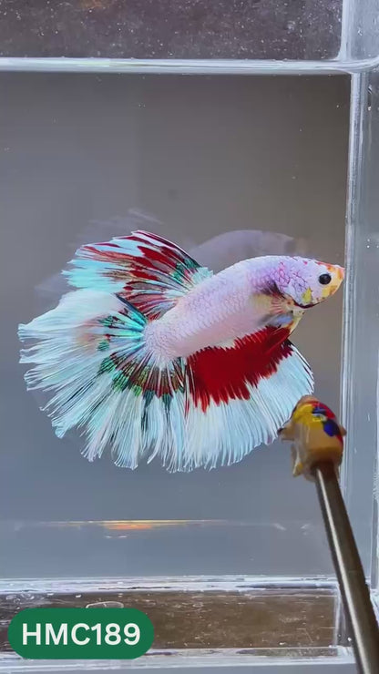Multicolor Halfmoon Male Betta Fish | Order Directly From Farm | You Pick Fish