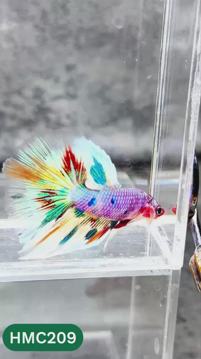 Multicolor Halfmoon Male Betta Fish | Order Directly From Farm | You Pick Fish