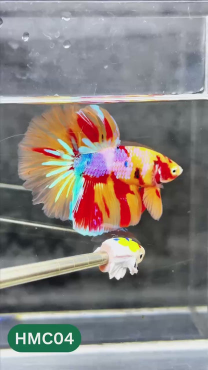 Multicolor Halfmoon Male Betta Fish | High Grade | Order Directly From Farm |  You Pick Fish |