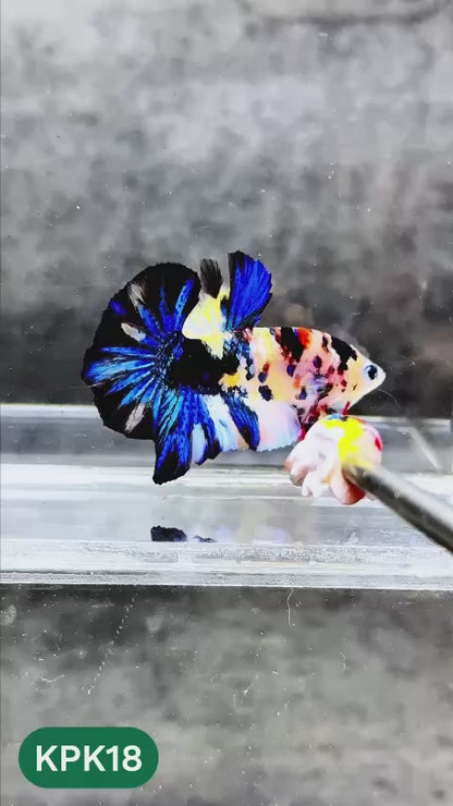 Multicolor Plakat Male Betta Fish |Show Grade|  You Pick Fish