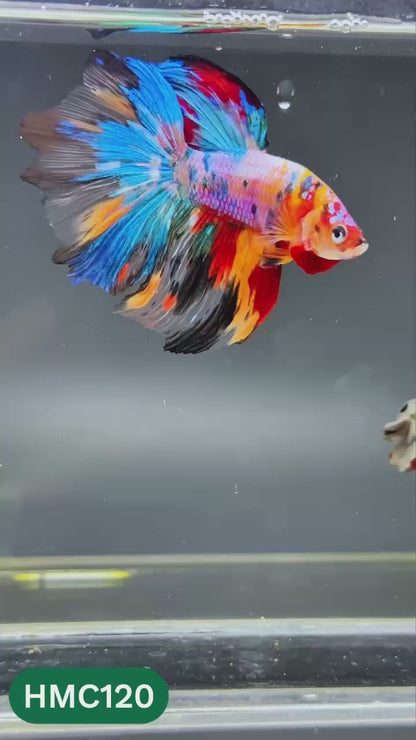 Multicolor Halfmoon Male Betta Fish | Order Directly From Farm | You Pick Fish