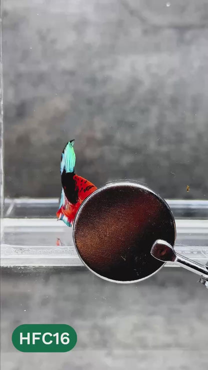 Hellboy Plakat Male Betta Fish | Order Directly From Farm | You Pick Fish