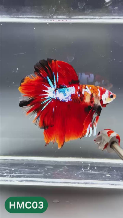 Multicolor Halfmoon Male Betta Fish | High Grade | Order Directly From Farm |  You Pick Fish