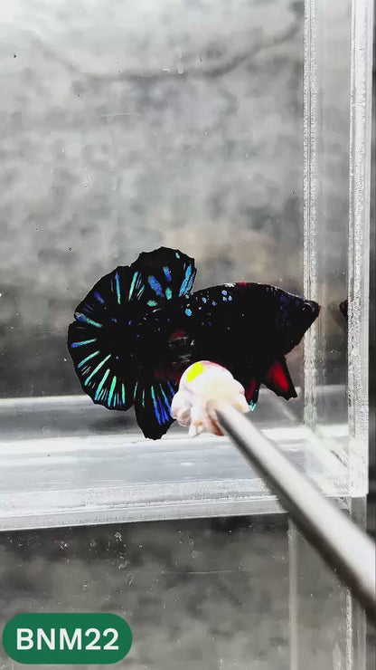 Dark Flame Hellfire Plakat Male Betta Fish | You Pick Fish | Rare Betta