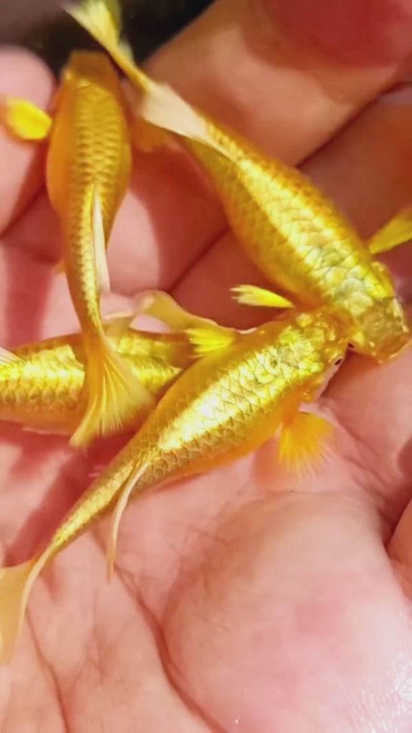 Full Gold 24K Ribbon Fin Guppy Fish — Swimming Video