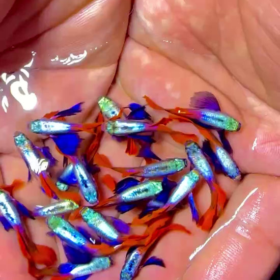 Dumbo Red Tail Guppy Fish | Tropicflow