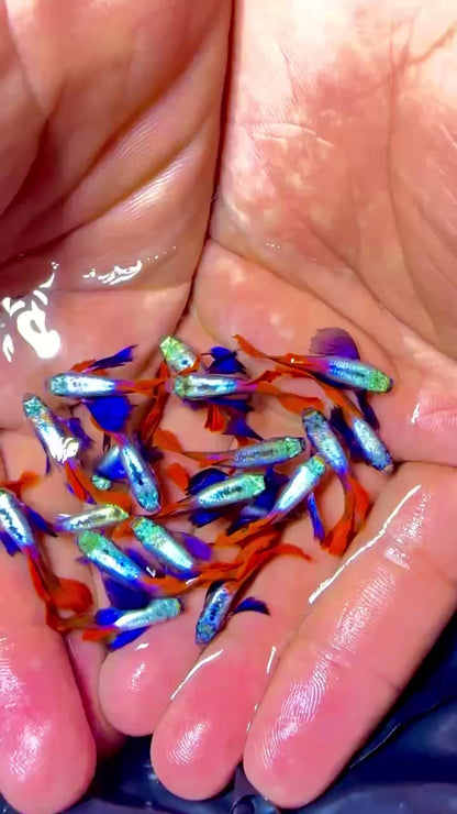 Dumbo Red Tail Guppy Fish | Tropicflow